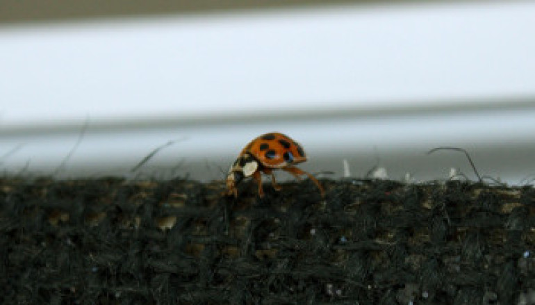 Ladybugs Run Rampant