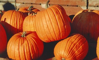 Sylvania Announces New Fall Festival Sylvania Announces New Fall Festival