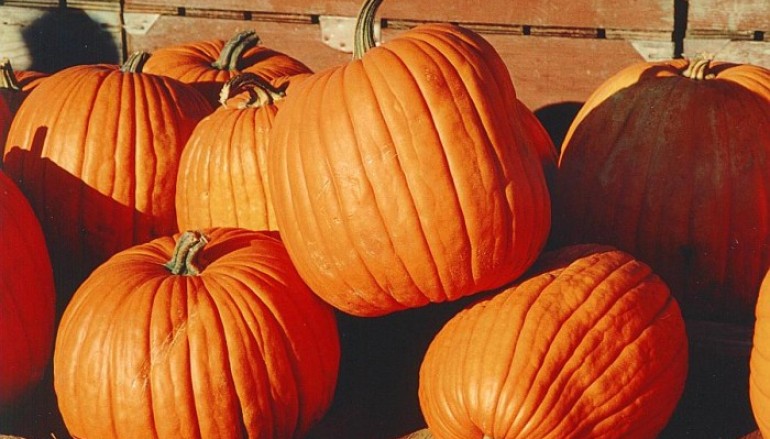 Sylvania Announces New Fall Festival
