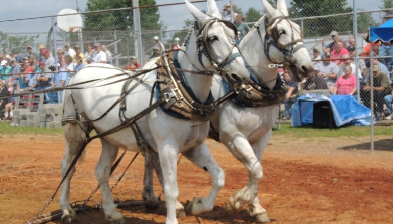 The Voice’s Justin Chain to Headline “Mule Day”