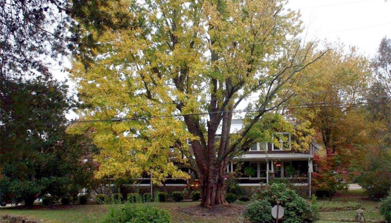 Mentone loses historical tree