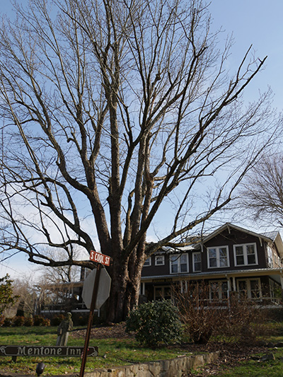 Mentone tree