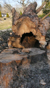 Mentone tree