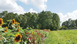 Open Farm Fridays at the Farm at Windy Hill