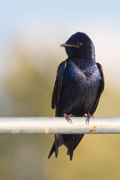 Radar ring bird