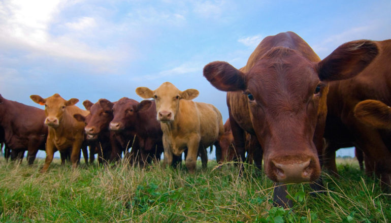 County Livestock Producers may qualify for drought assistance