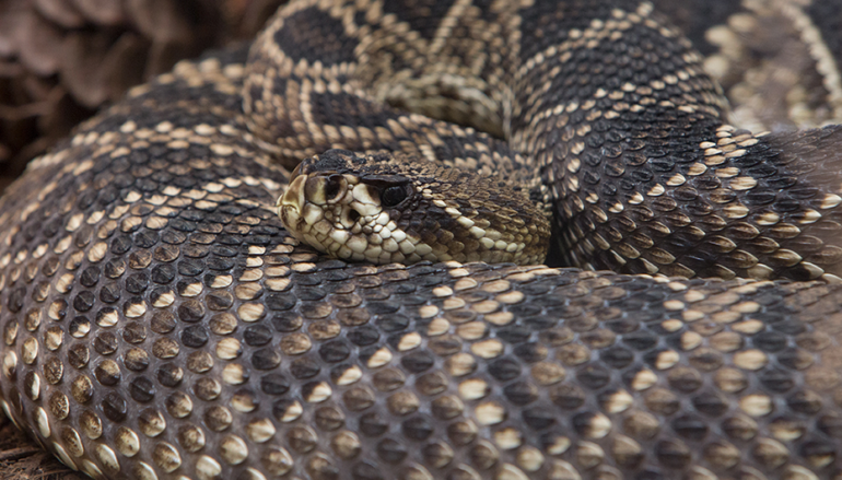 Beware of Snakes & Know What To Do If Bitten