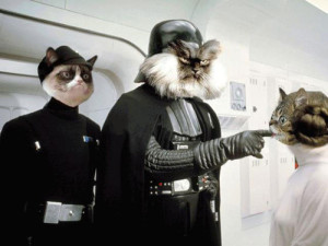 star-wars-cats