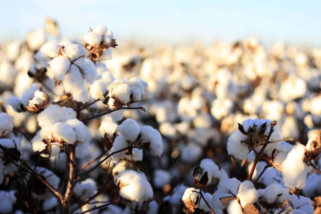 Amendment 1: Say No to Big Cotton on Tuesday