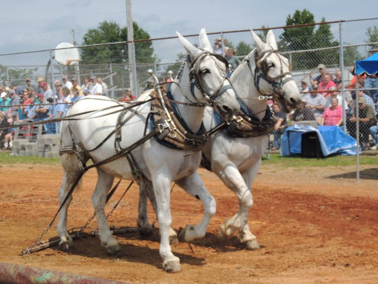 The Voice's Justin Chain to Headline "Mule Day"