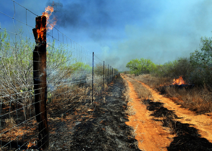 Fire Suggested as Wildlife Management Tool