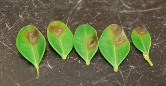 Boxwood Blight Detected in Alabama Landscapes