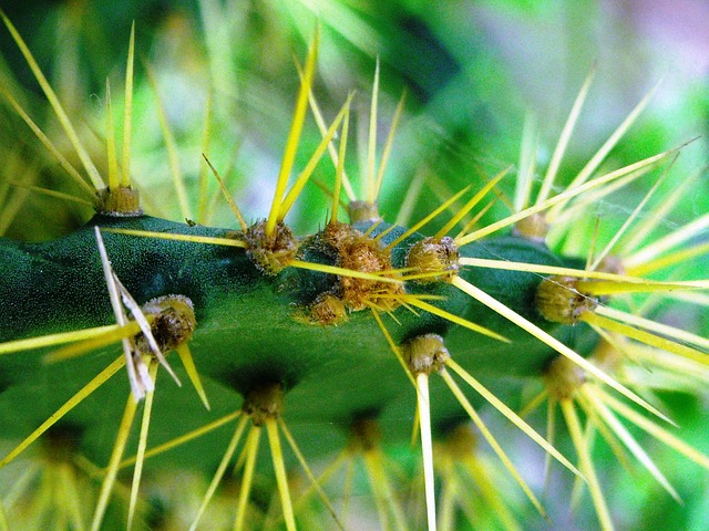 Prickly Paths