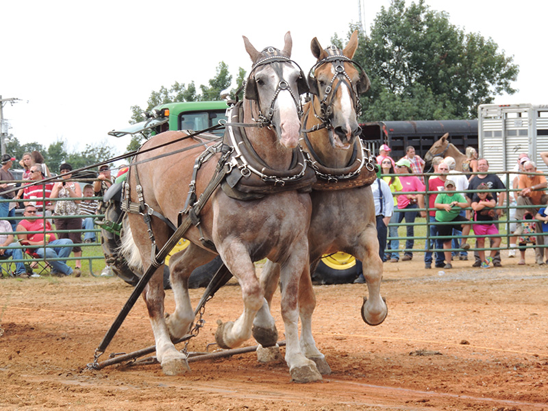 Mule Day