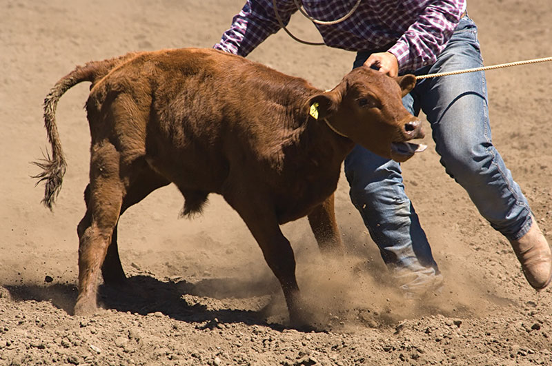 Rainsville hosts 2nd Annual Bull Bash