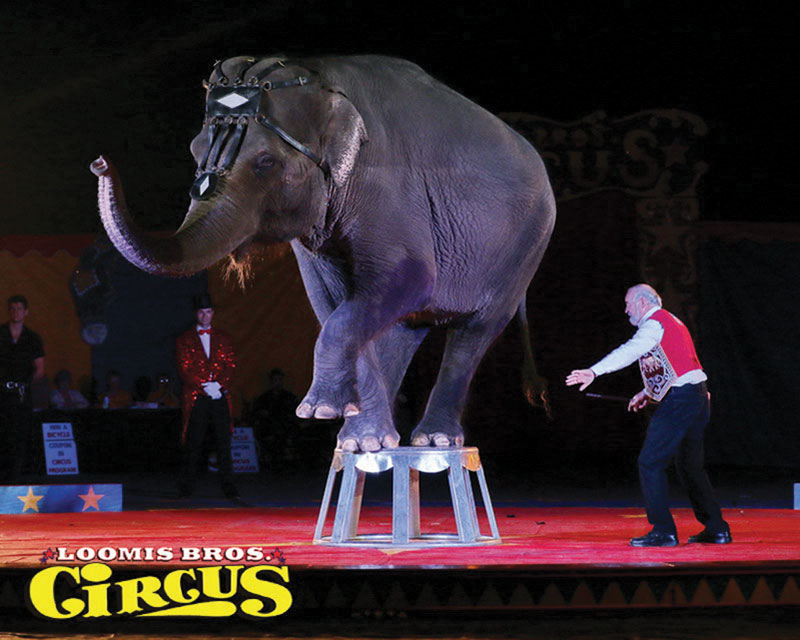 Spokesman says Loomis Bros. Circus is proud to showcase elephants