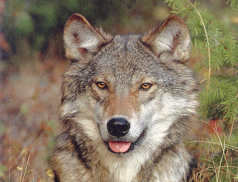 wolf coyote