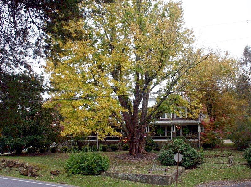 Mentone loses historical tree