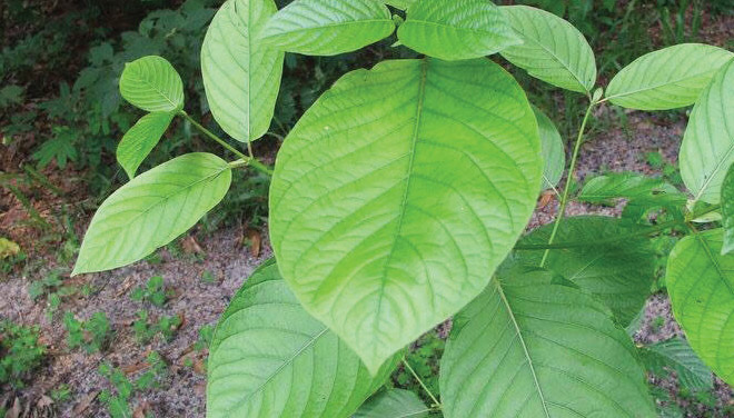 District Attorney warns DeKalb: Kratom “supplement” now illegal