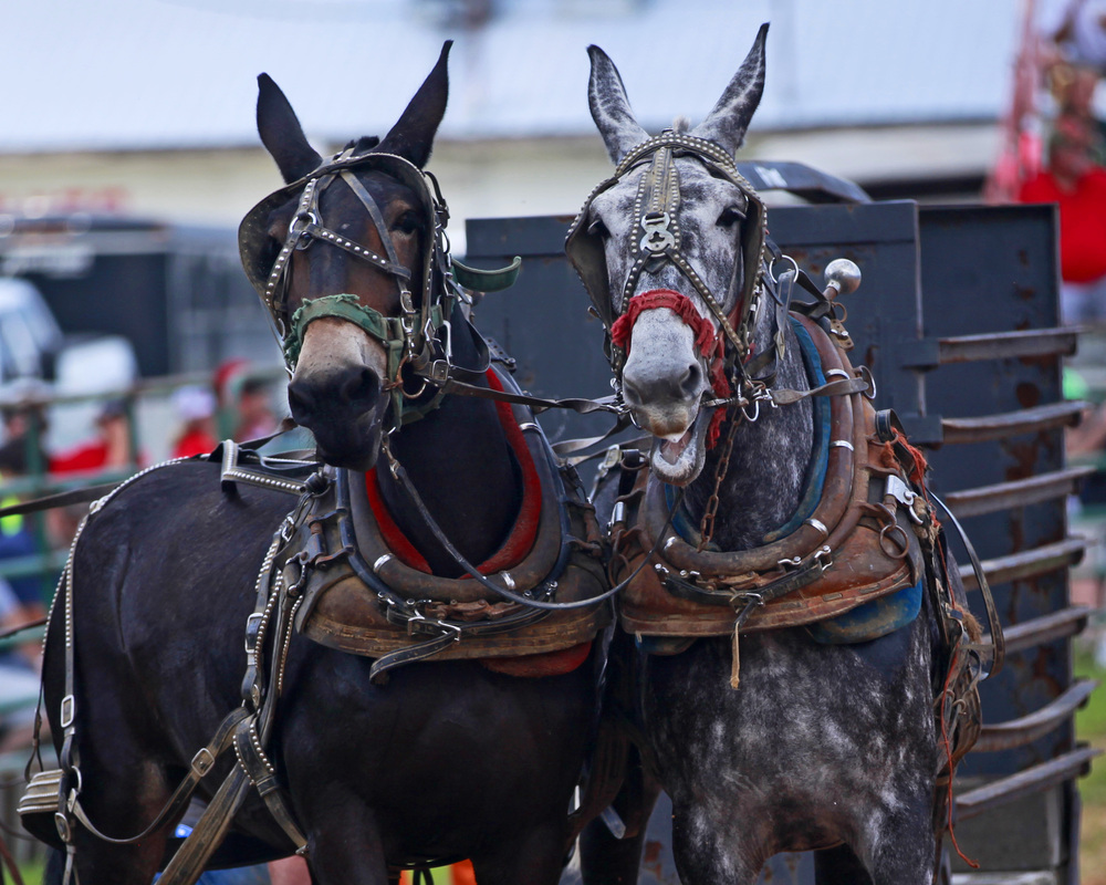 Ider hosts it’s 30th Mule Day this Monday