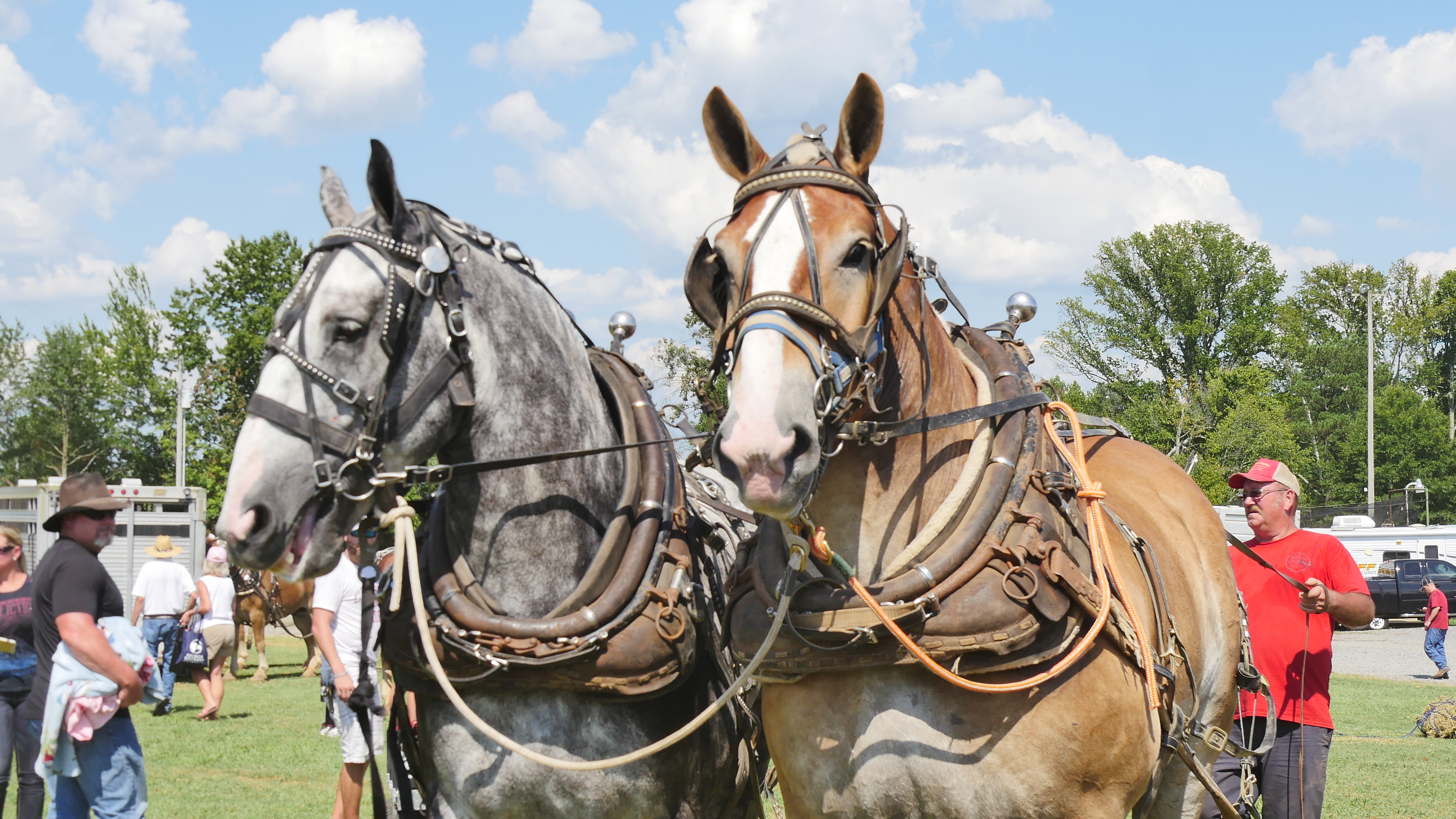 30th Ider Mule Day a success