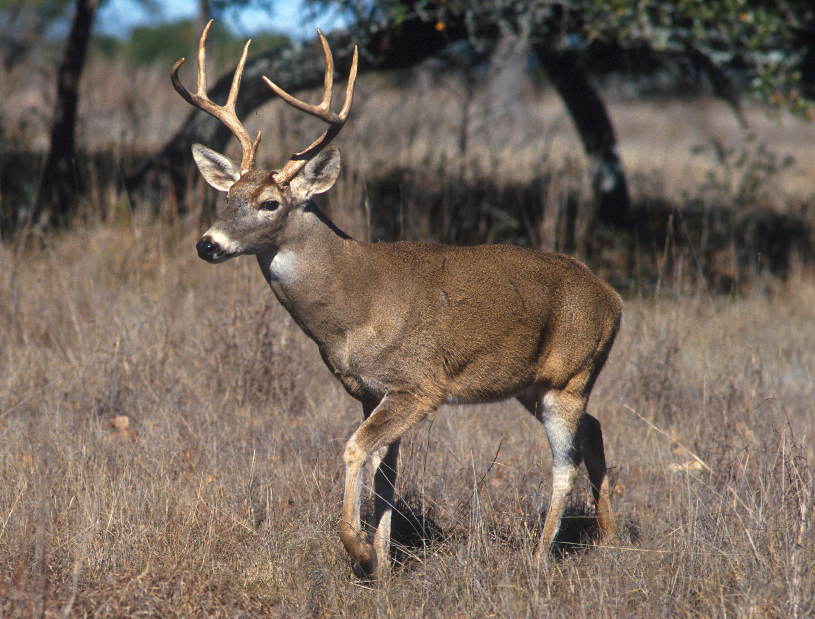 Deer, Turkey killed in Alabama this season must be reported