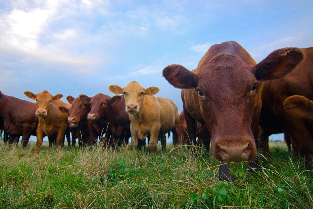 County Livestock Producers may qualify for drought assistance