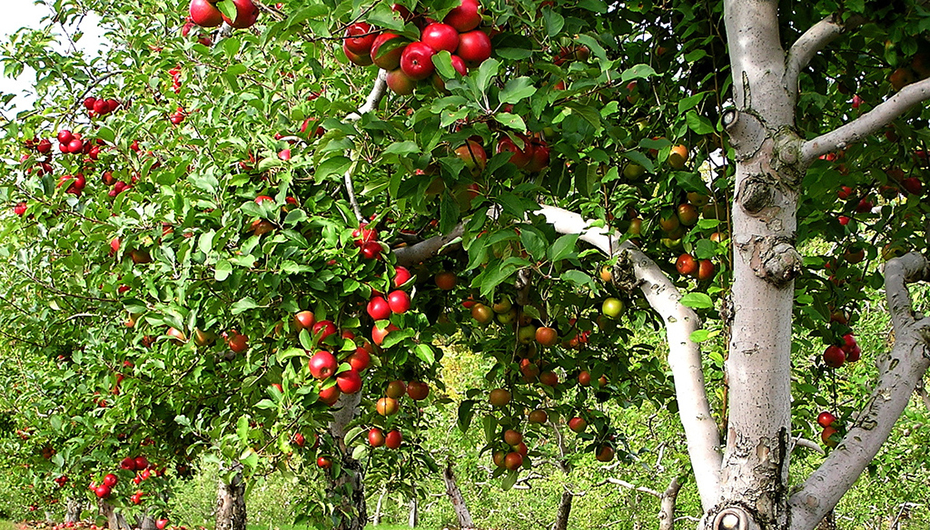 The Orchard that helped Grow Rainsville