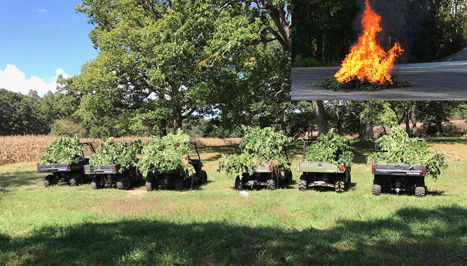 Over 1500 Marijuana Plants found in DeKalb destroyed yesterday