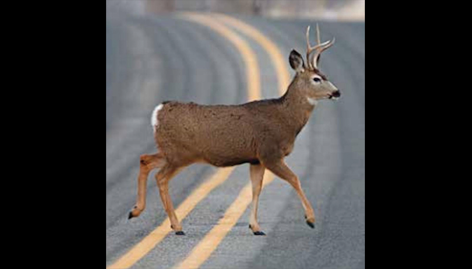 Oh Deer: Alabama in 'High Risk' of Crashes