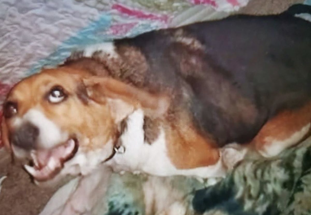 Fort Payne Investigates Possible Animal Cruelty