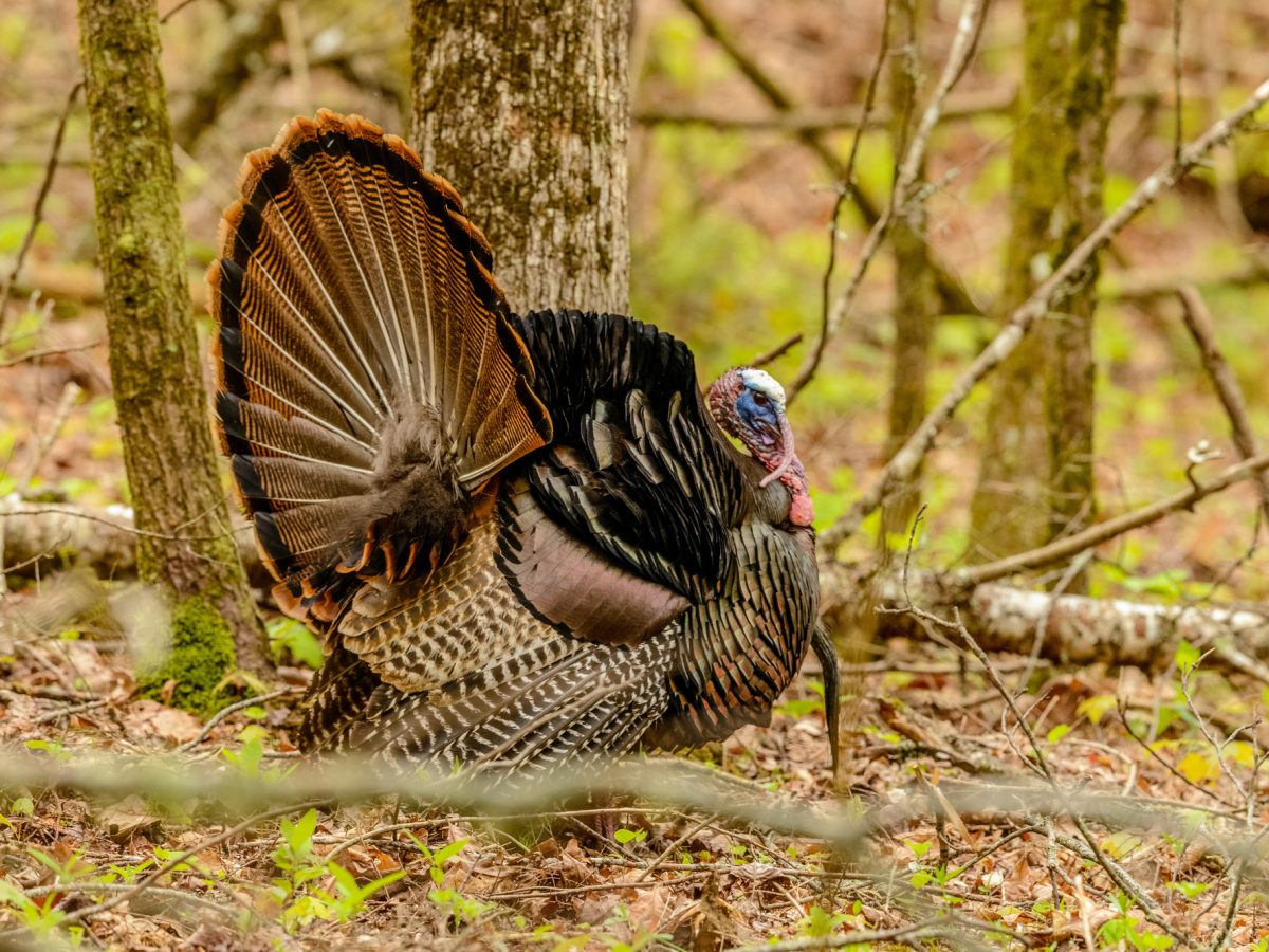 Turkey Season Opens on March 21 (in Most Alabama Counties) Southern Torch
