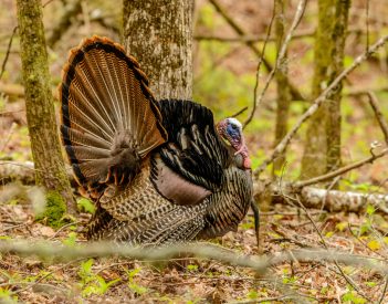 Turkey Season Opens on March 21 (in Most Alabama Counties)