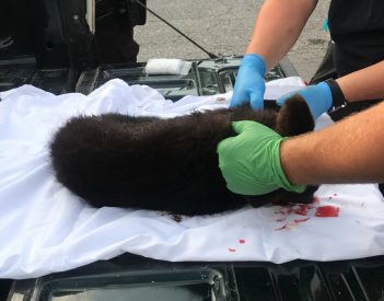 Bear Hit Close to Little River Canyon