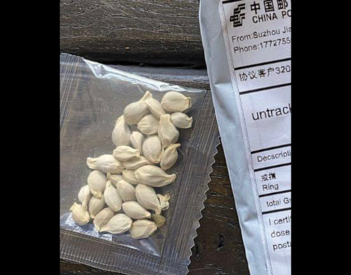 Suspicious Seeds Show Up in U.S. Mailboxes