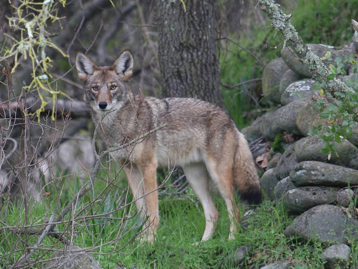 Alabama to allow night hunting of coyotes, feral hogs