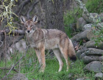 Alabama to allow night hunting of coyotes, feral hogs