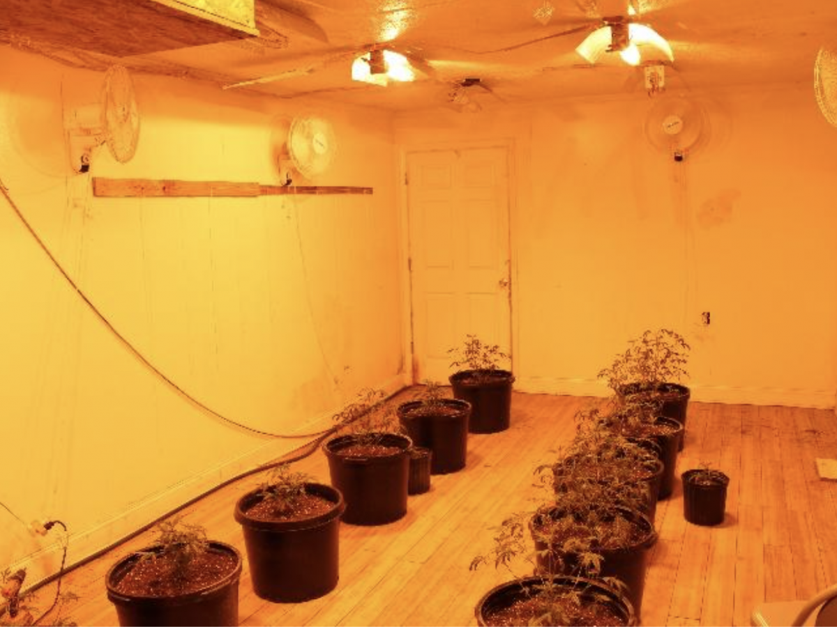 Rainsville Police Department Seized a Large Marijuana Grow.