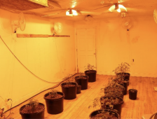 Rainsville Police Department Seized a Large Marijuana Grow.