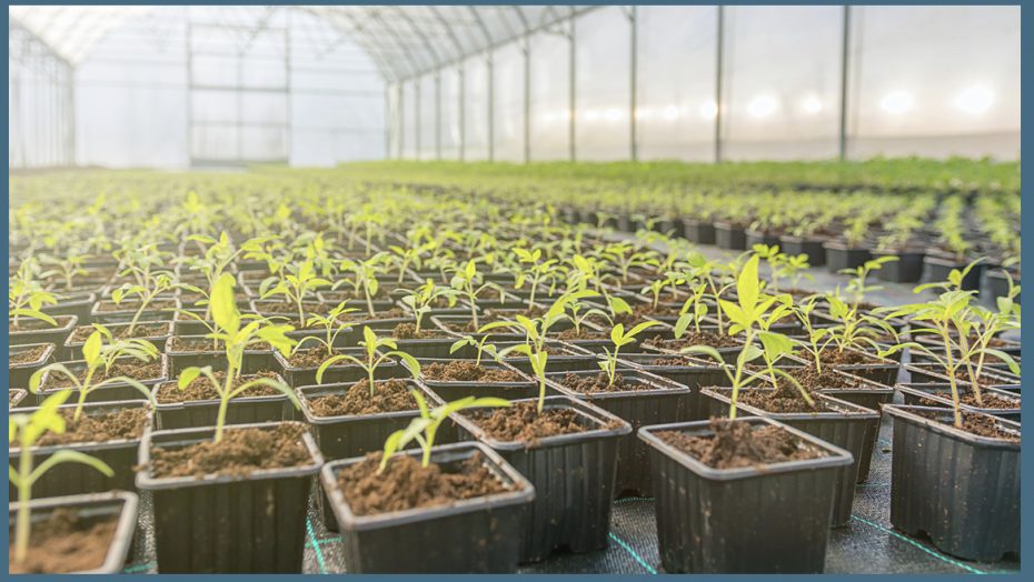 Henagar Eyes Medical Cannabis Plant