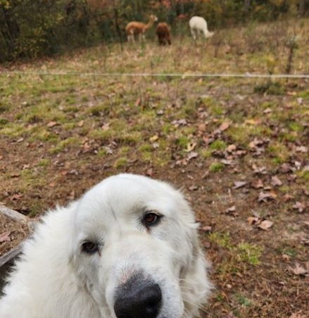 Farm Makes Alpaca Dryer Balls