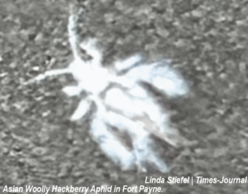 Asian Woolly Hackberry Aphids Plague Northeast Alabama