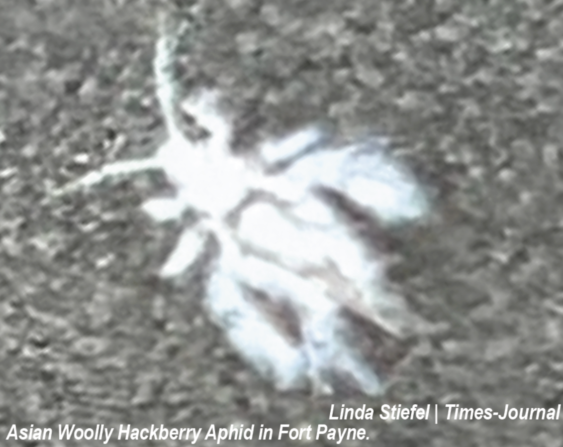 Asian Woolly Hackberry Aphids Plague Northeast Alabama