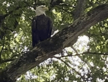 Eagles, Owls, Hawks and our Lake Guntersville State Park