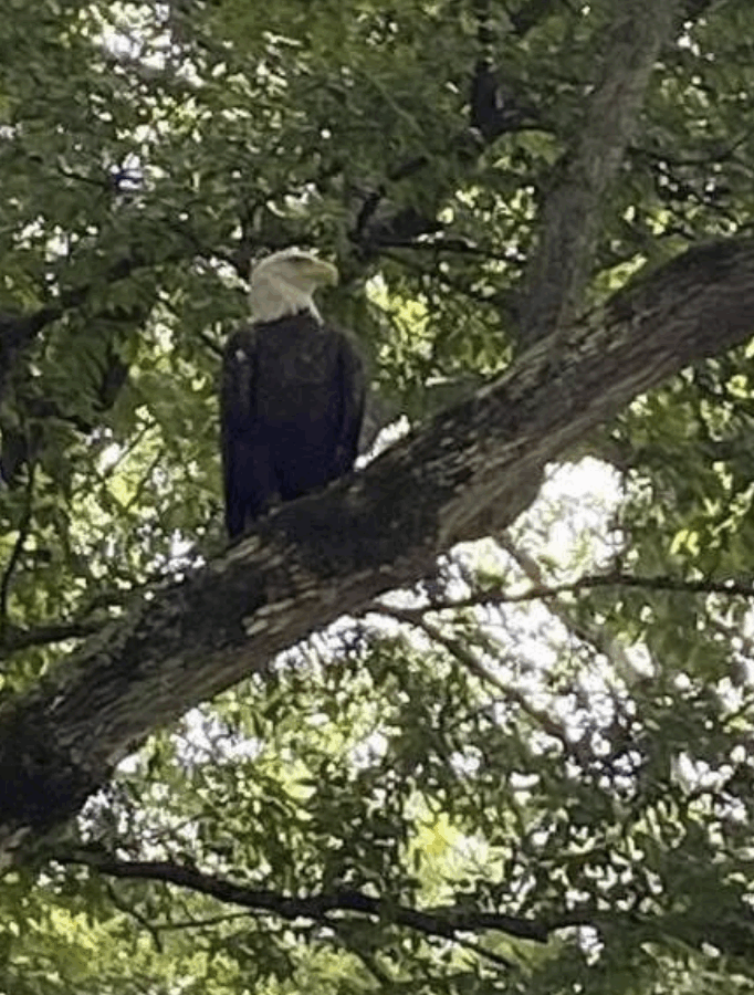 Eagles, Owls, Hawks and our Lake Guntersville State Park